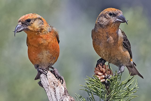 A Red Crossbill was spotted by Colin Palethorpe at Lafayette Park (SF Co.).