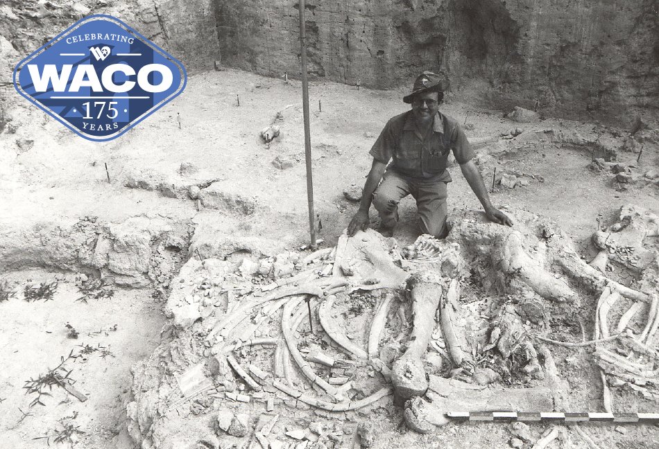Waco's history stretches back thousands of years when Columbian mammoths roamed across Central TX. When local residents Paul Barron & Eddy Bufkin stumbled upon a giant bone in 1978, they kicked off over 40 years of excavation work. 👉 Waco-Texas.com/175Mammoth #wacotexas #wacotx