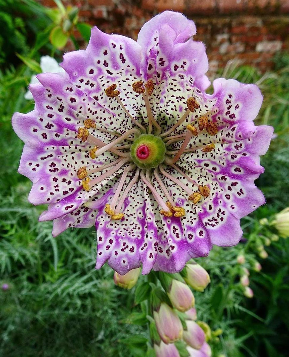 Good morning from the beautiful but deadly Foxglove plant 🪻