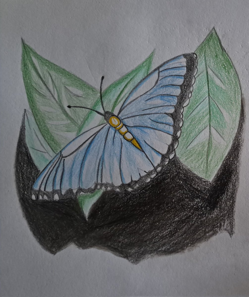 Mariposa con Lapices de colores

#drawings #draw #myart #lapices #coloredpencil #illustration