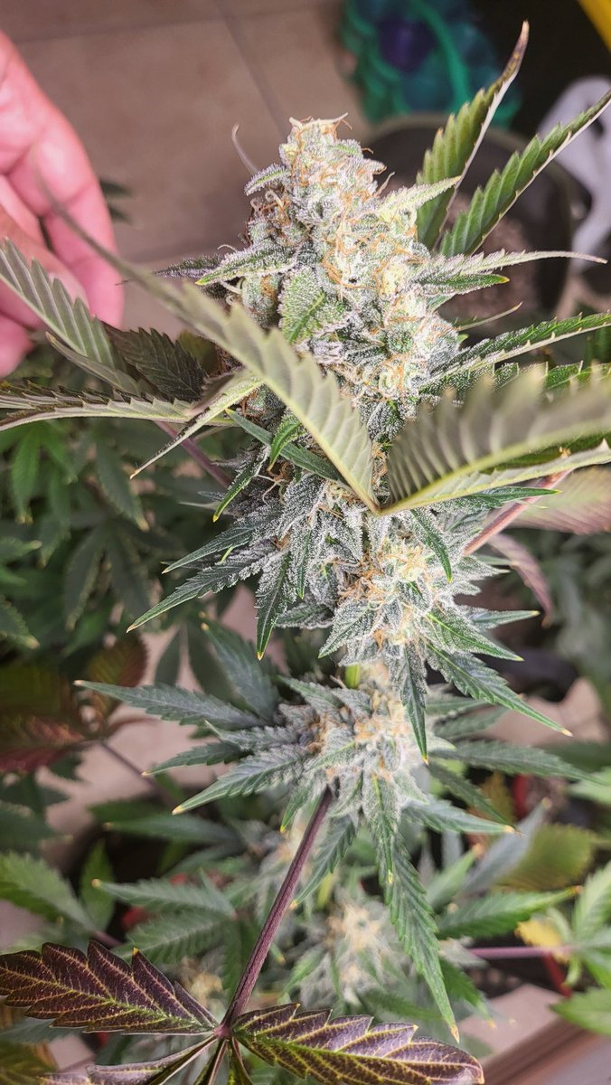 My <a href="/MephistoGenetic/">MephistoGenetics</a> freebie is looking lovely. 3Bears OG x Toof Decay. Frosty much!