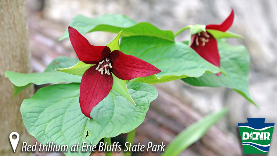 One of the most striking #SpringWildflowers you will see in wooded areas of #PaStateParks is red trillium. Rather than appeal to butterflies or bees, their faint, foul smell attracts carrion flies that act as pollinators. #SignsOfSpring #WhatsHappeningWednesday #SpringInPa