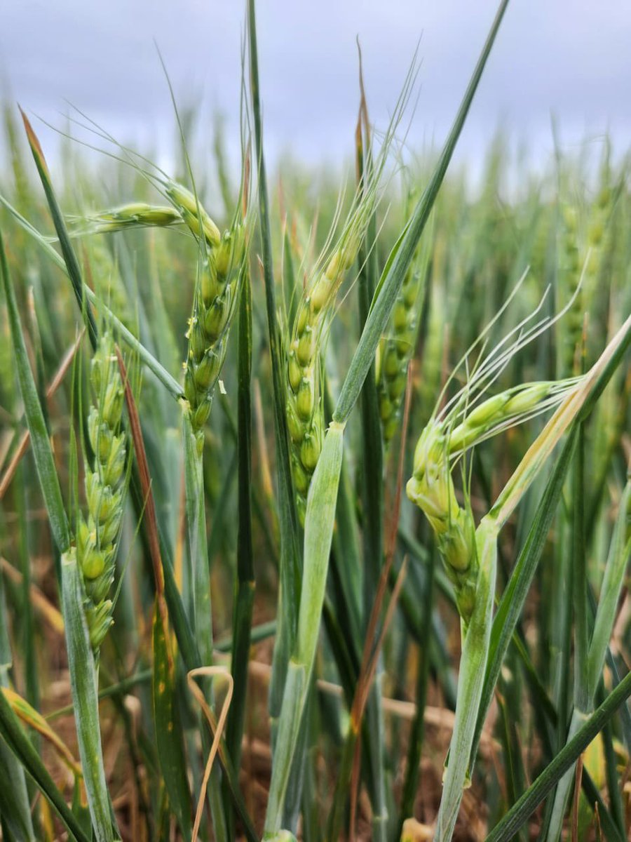 Considerable drought + freeze damage also in our #wheat trials near Hoisington with Stacy Campbell and Tim Mayer. Thanks to research scholar Jazmin Gastaldi for taking the pics @KansasWheat @KStateRE @KStateAgron