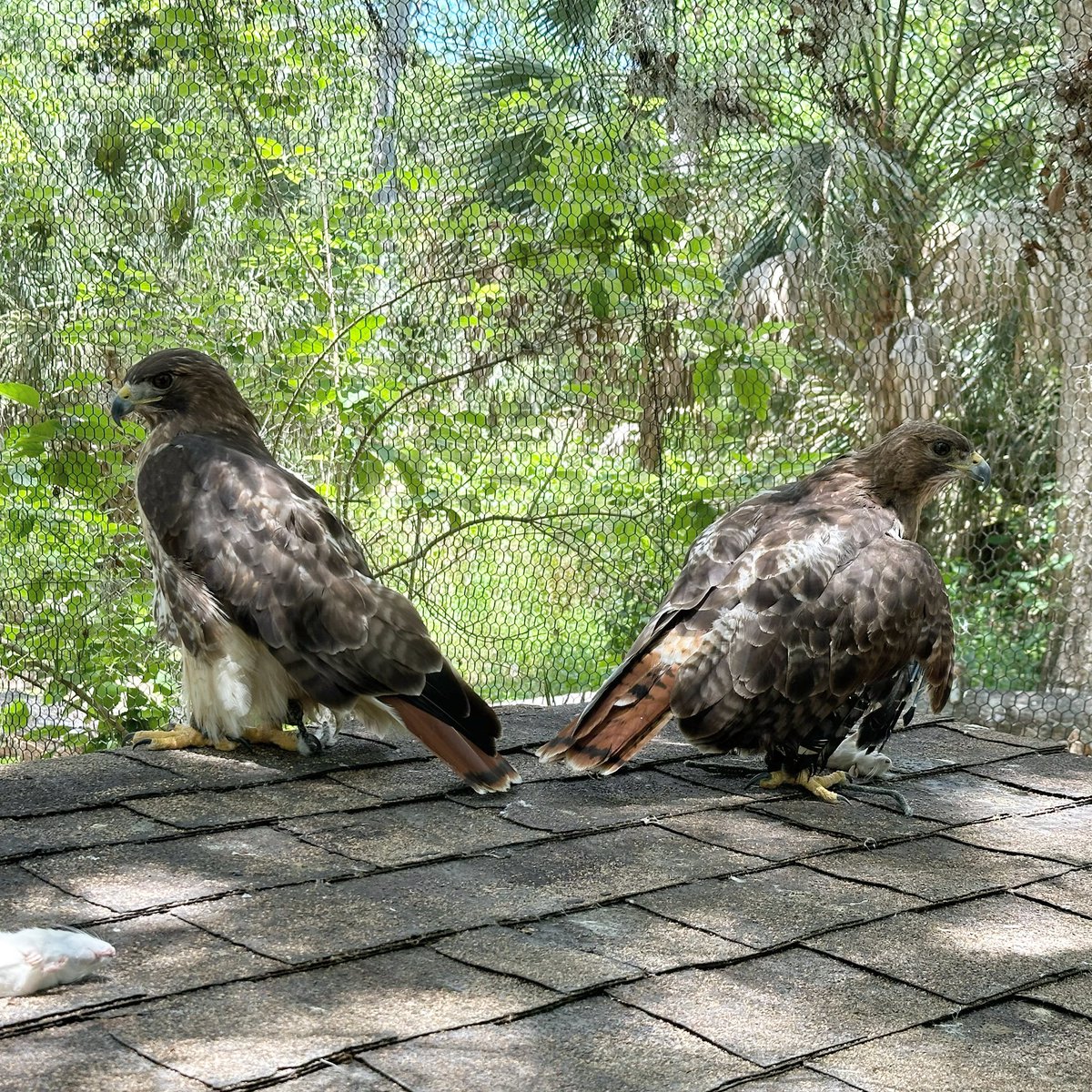 Worked with these two red tailed hawks today. #hawk #bird #birdofprey #wing #feather #raptor