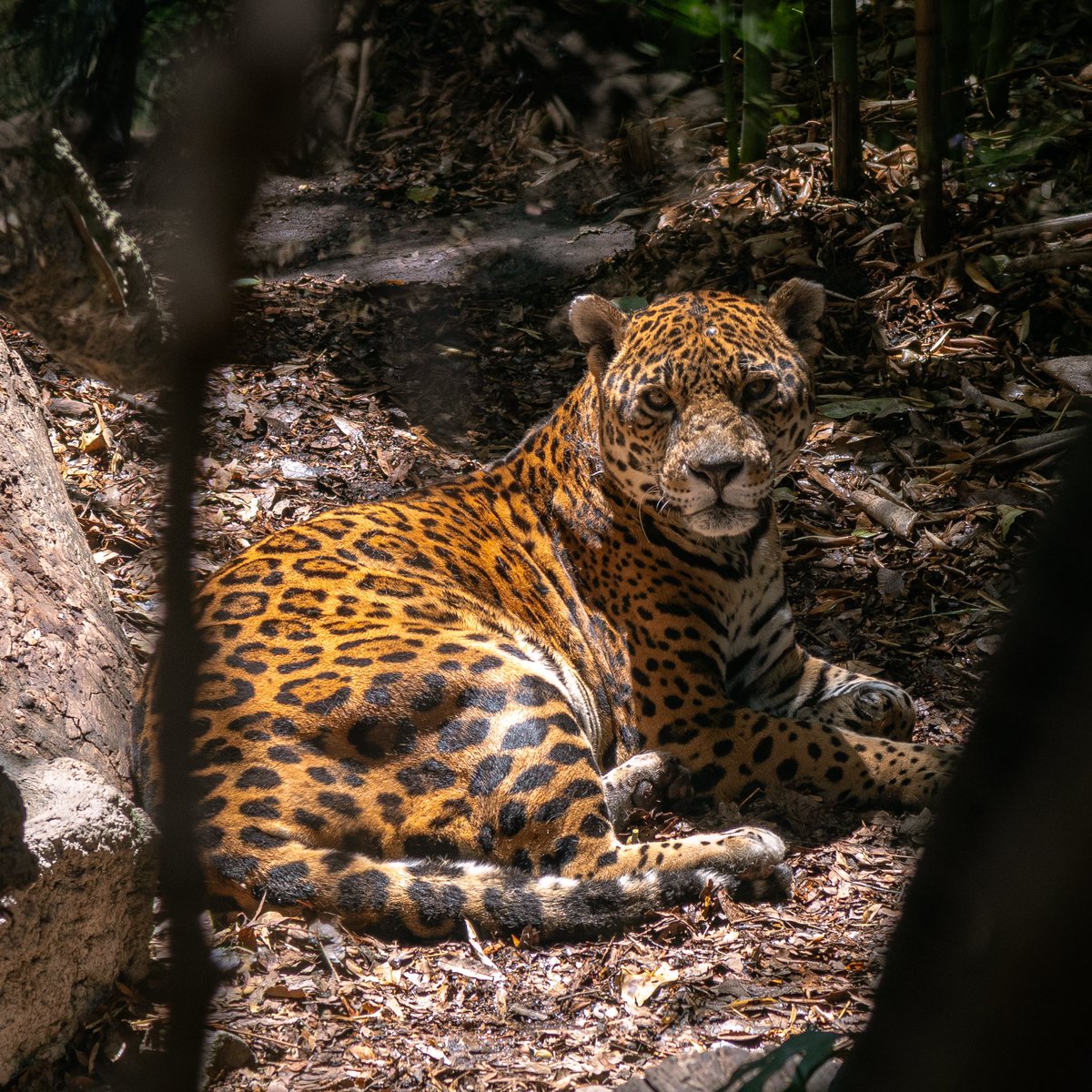 El jaguar es símbolo de poder en algunas culturas latinoamericanas y guardián de la selva. Su majestuosidad nos conecta con la naturaleza en su forma más pura. 🌿🐆
