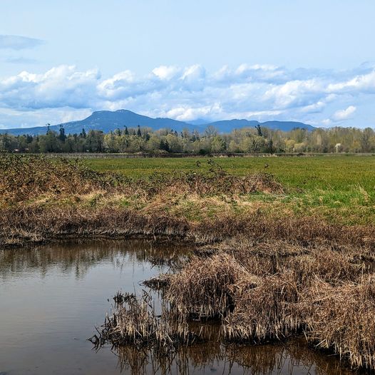 This is Land Back in action! Emails and letters of support are needed to restore Indigenous Foodways in the Cowichan/Koksilah estuary on so-called Vancouver Island, BC.
facebook.com/share/p/SK2aaE…