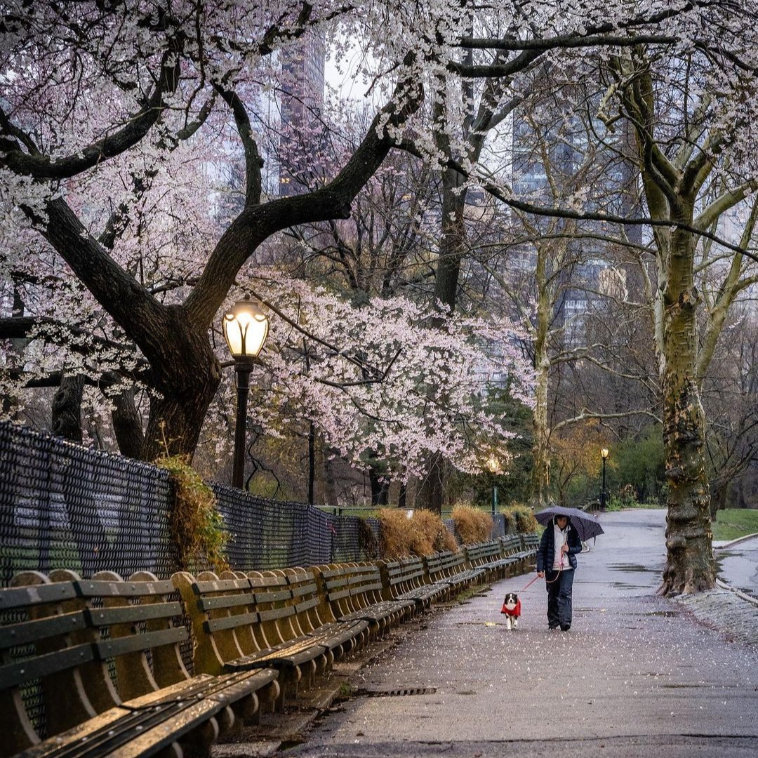 Even a rainy day has its charms, here in Central Park! 🌧☂️ Rain or shine, take in all that spring has to offer this May—before summer comes around to steal the show. 📷 Nick Cunningham