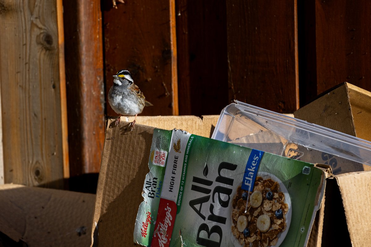 This white throated sparrow approves of recycling.  #birds #birding #recylcing #ontariobirding #sparrow #whitethroatedsparrow #cute #wednesdaymood