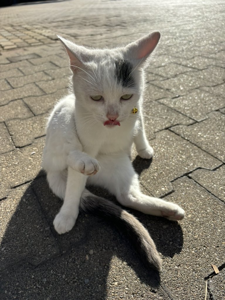 Little by little LoL🕺🏼

#balance #cat #catlife #halfstraycat #whitecat #blackcat #lovelycat #pawpads #cattastic #catoftheday