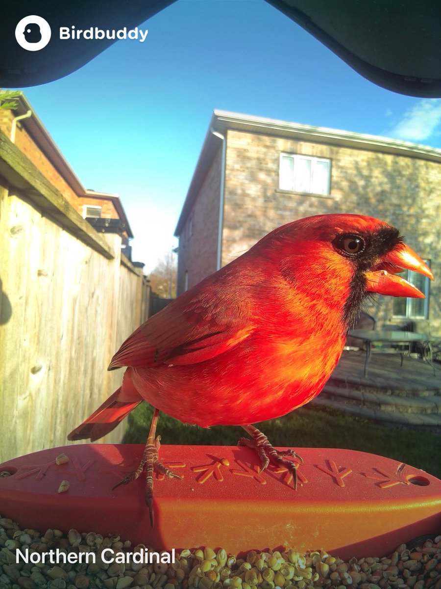 Nice capture on @mybirdbuddy 🐦 ☀️ 
.
.
.
#birdbuddy #NorthernCardinal