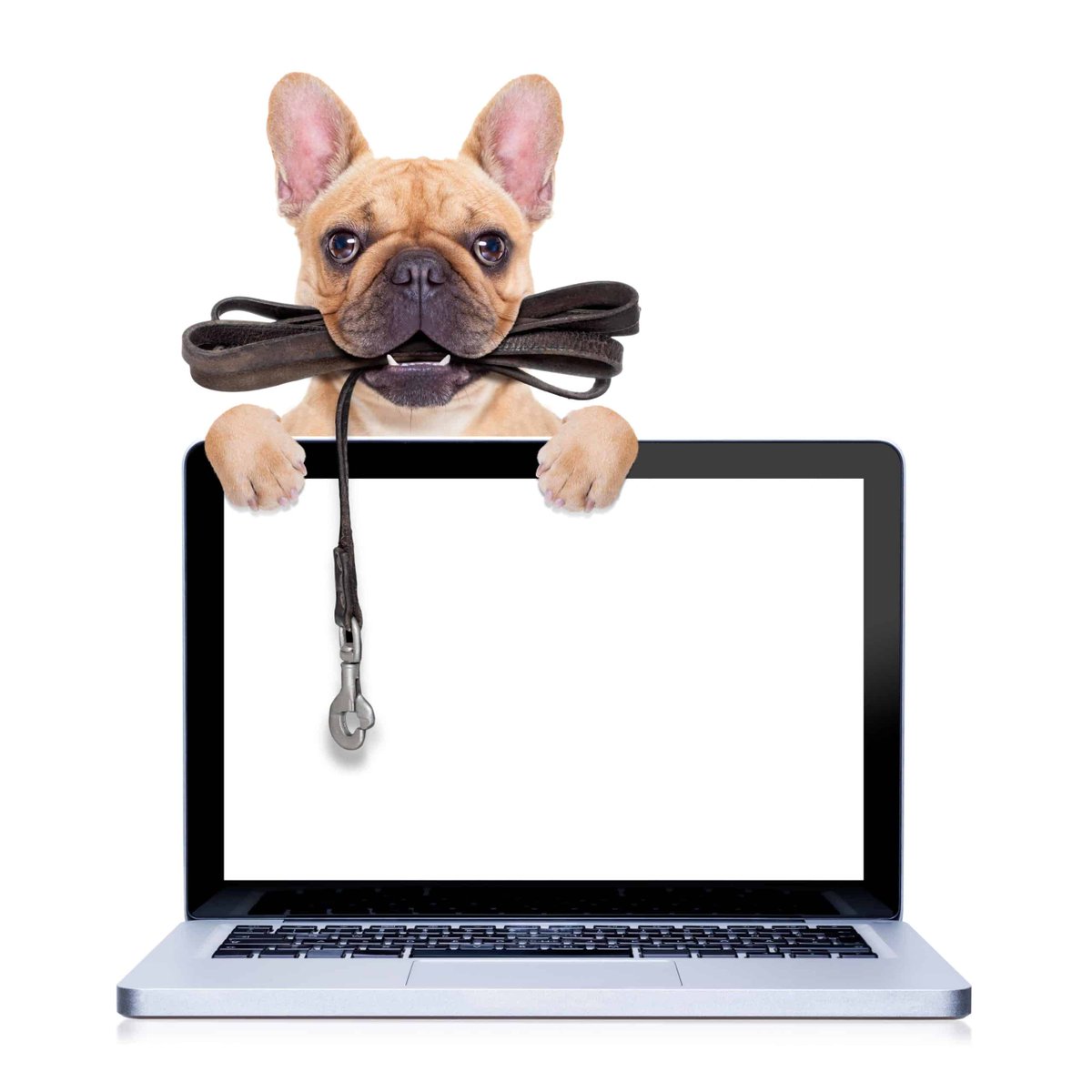 Virtual pet training: Benefit or challenge for puppies and owners? bit.ly/3F2eQNW #dogparents #dogtraining #welovedogs #doglove