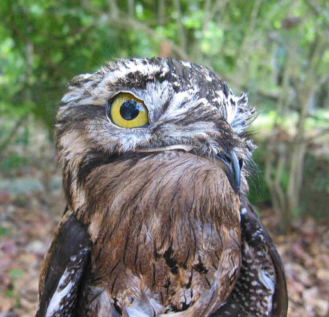 🔥The Northern Potoo.