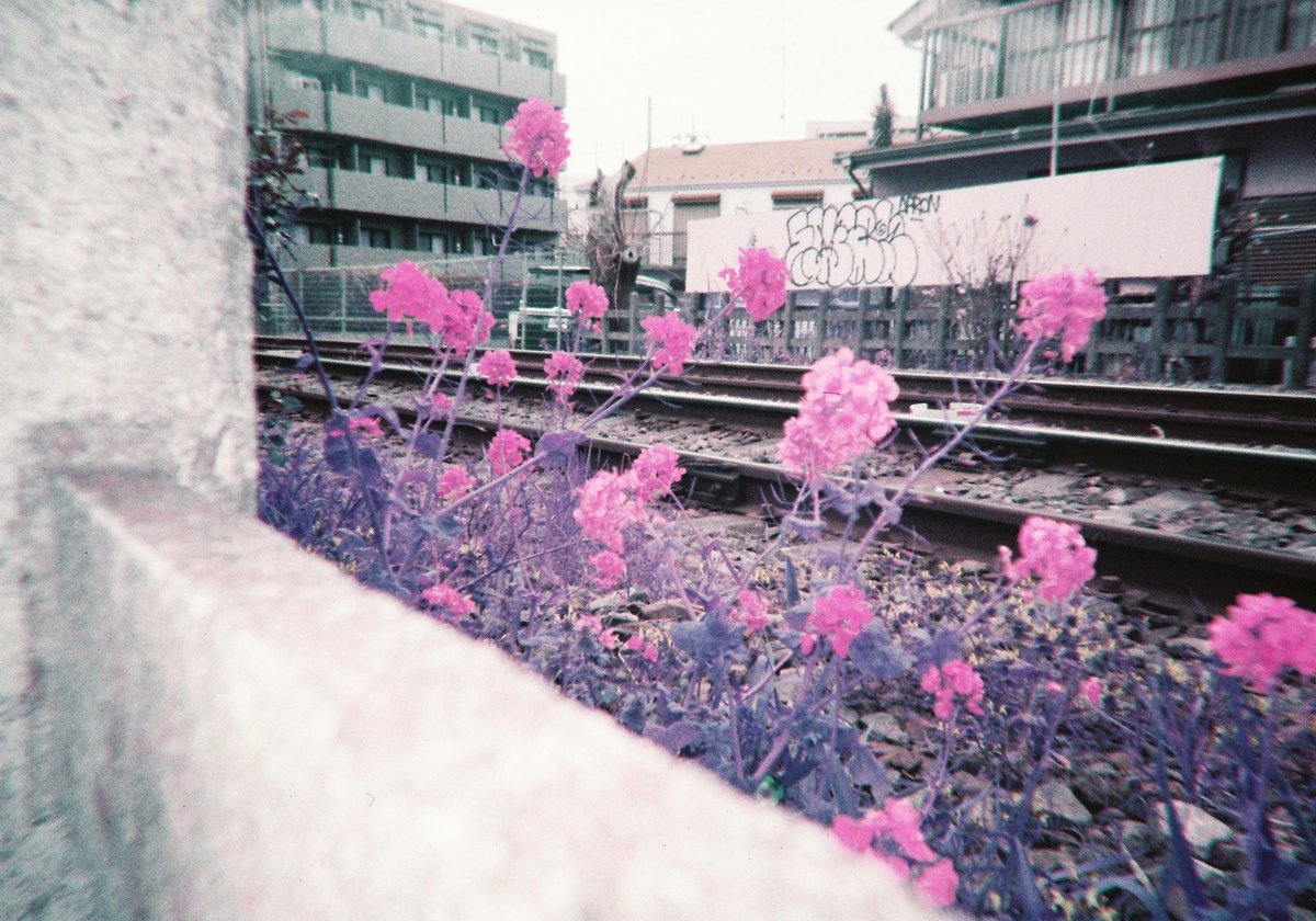 菜の花変幻

#風景
#フィルム
#lomography 
#lomochromepurple
#simpleusefilmcamera