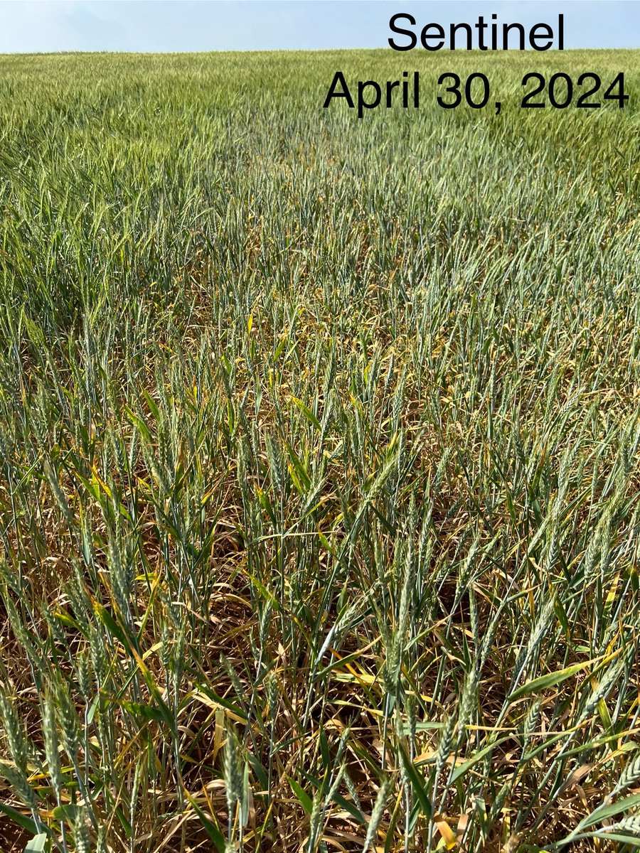 OSU Small Grains tweet media