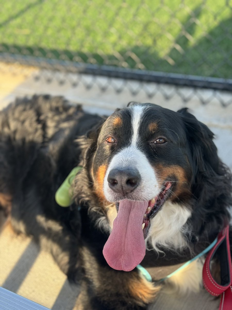 Minnie enjoying our beautiful weather today ❤️ #bernesemountaindog