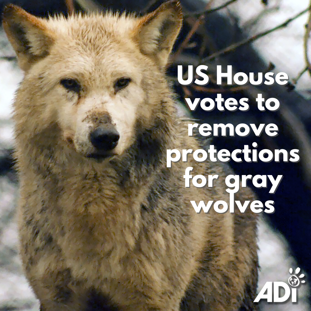 US HOUSE NARROWLY VOTES 209 to 205 TO DELIST GRAY WOLVES. Trust the Science Act (HR764) that threatens to remove #EndangeredSpeciesAct protections for #graywolves, has passed the House. ADI and 102 other organizations have signed onto a letter opposing the bill.