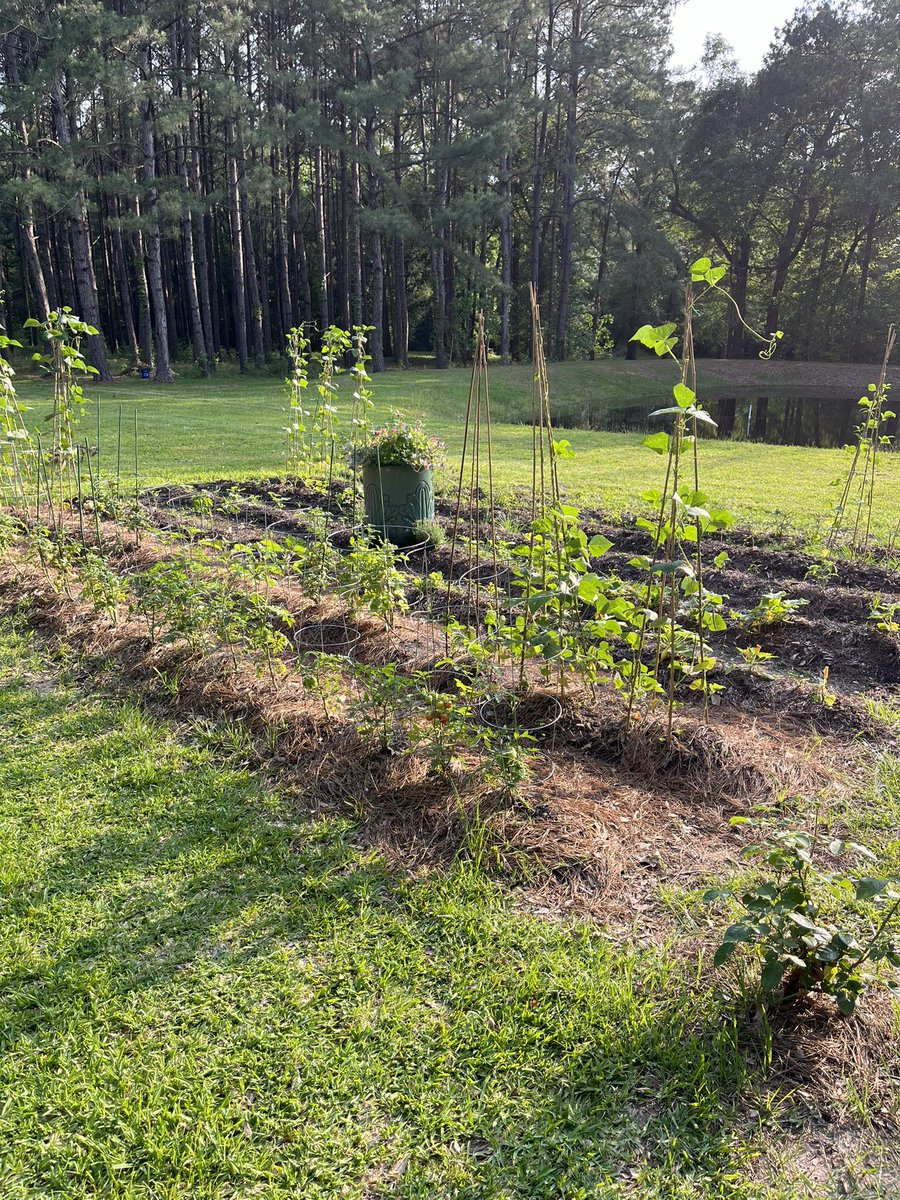 The end to another day. #rosethicketfarms #homeandgarden #garden #vegetablegarden #growyourownfood #homestead #grandmahobbies