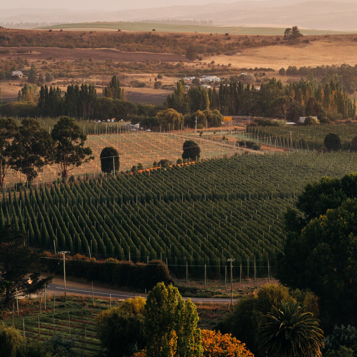 HopProductsAus's tweet image. Our hyperfocus on Aussie hop quality has paid off this year. Head to the link in our bio for more information on crop 2024.

#aussiehops #aussiehopharvest #hopharvest #fortheloveofaussiehops #craftbeer #brewing 
@johnihaas @BarthHaasX  @YakimaHops @hopheadfarms  @HopsConnect