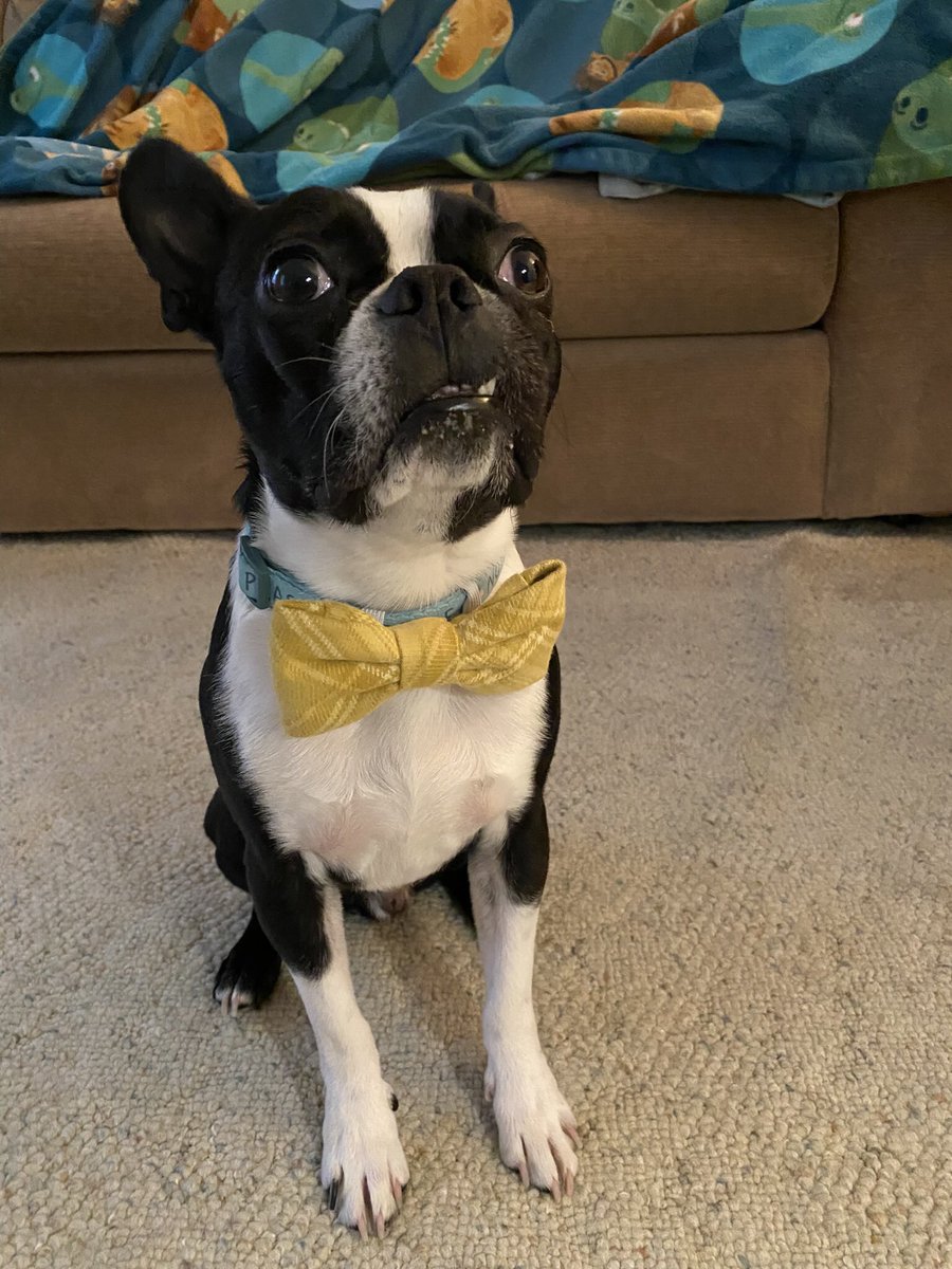 A3: me no wear clothes much, but me finks me looks pretty handsome in a yellow bow tie #pugtalk