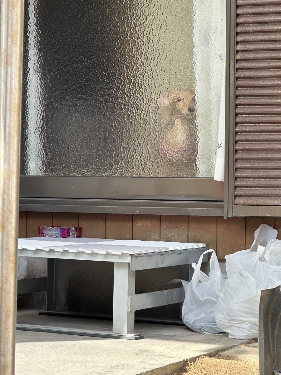 忠犬ハチ公

忠犬ライラ😅