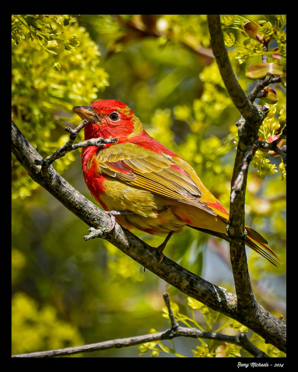 'NORTHERN FRIENDS' instagram.com/p/C6cb9EeREG9/… #SummerTanager #Spring #BirdPhotography #WildlifePhotography #OntarioParks #Canada #PicOfTheDay