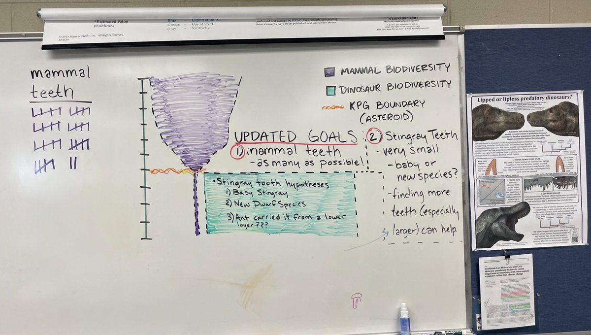 Looks like hypothesis number 3 regarding the tiny sting ray tooth may be the most accurate! We will lump that in with “reworked sediment”.

Any input from the experts would be awesome. 

The size is a huge outlier for me but my experience is very limited.