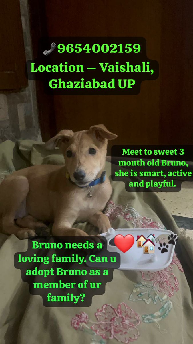 Pls read sad story of our little Bruno, she is now 3 months old.
2 months ago, someone abandoned or displaced Bruno on the roadside. His mother and siblings were not found nearby.
After that the puppy was rescued and given a family environment so that it could feel better.