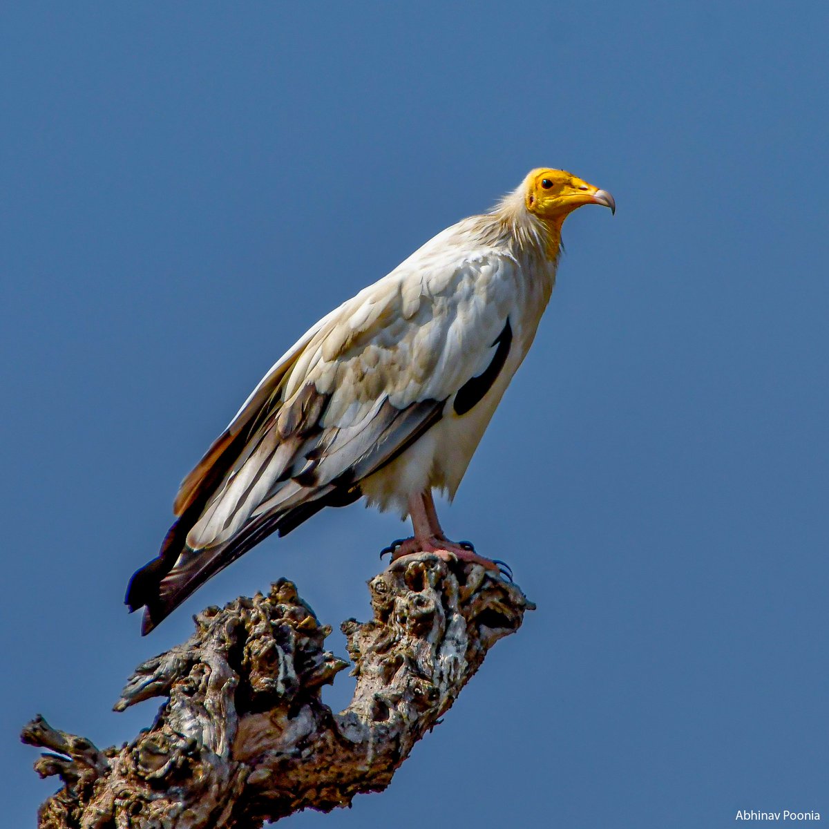 The Egyptian Vulture, also known as the White Scavenger Vulture or Pharaoh's Chicken #dailypic #IndiAves #TwitterNatureCommunity #birdwatching #ThePhotoHour #BBCWildlifePOTD #natgeoindia #abhinavpooniaphotography