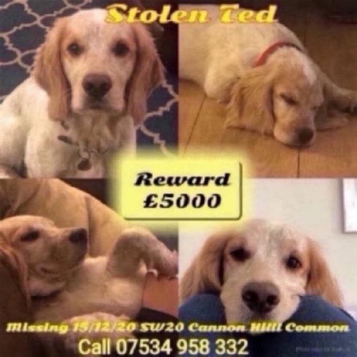 🆘 Please RT 🆘 Where is Ted ?? Ted was stolen on 15th December 2020 after his owner was punched to the ground🤬😢 Stolen from Cannon Hill Common near #Morden #London #SW20. Please let’s get Ted home back where he belongs 🙏 #stolendog #spanielhour 
#bringtedhome #lostdogslive