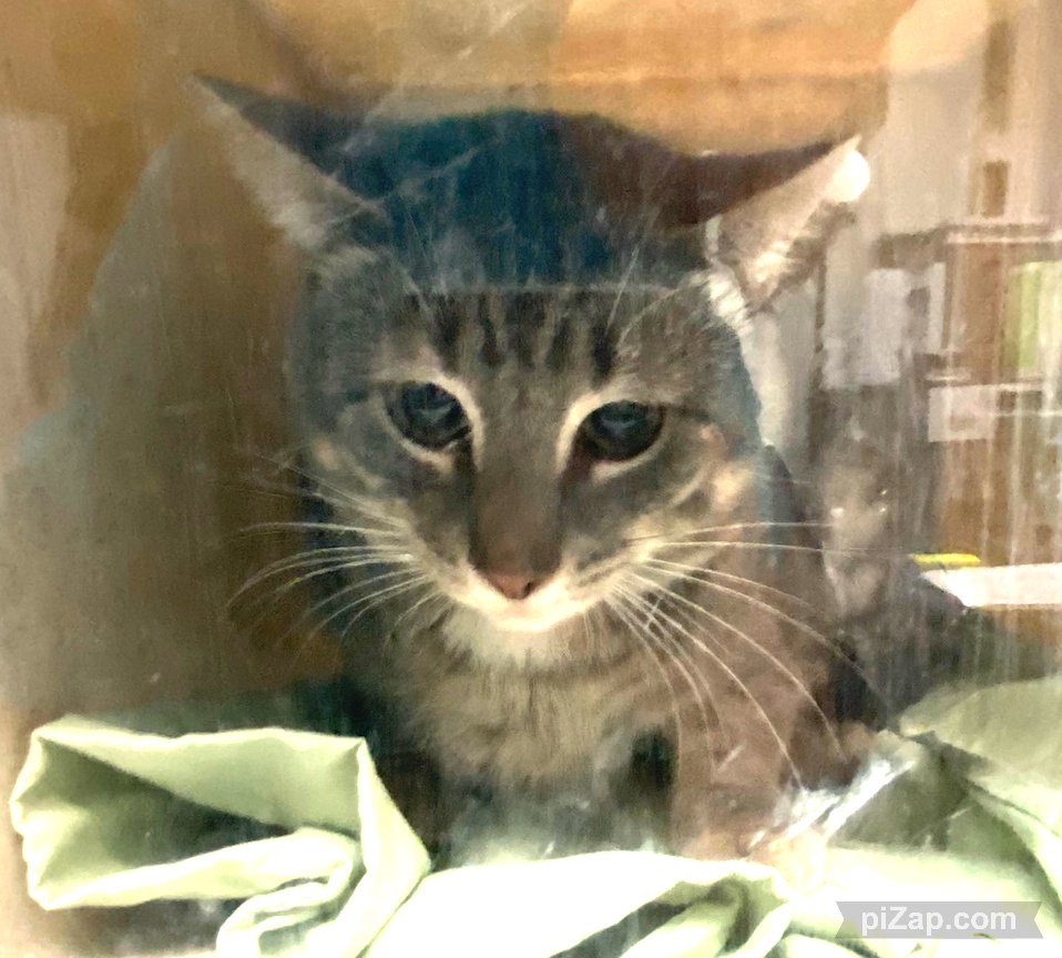 Tanjiro is scared out of his mind. This poor 8 month old kitten was surrendered by his owner. Client stated that the family has a new baby on the way and are moving to a bigger place that has a NO PET policy. Client can no longer care for the animal. facebook.com/photo?fbid=851…