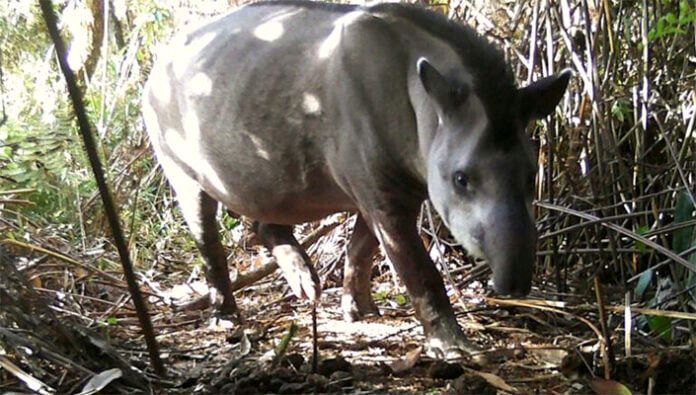 PNelAvila's tweet photo. Aunque se pensaba que estaban extintas en el país, se ha confirmado la presencia de dantas en el parque nacional Waraira Repano, lo que impone actividades para estudiar la especie y protegerlas.

 https://t.co/S1wJne4wz9 https://t.co/kQAI7qn5Mr