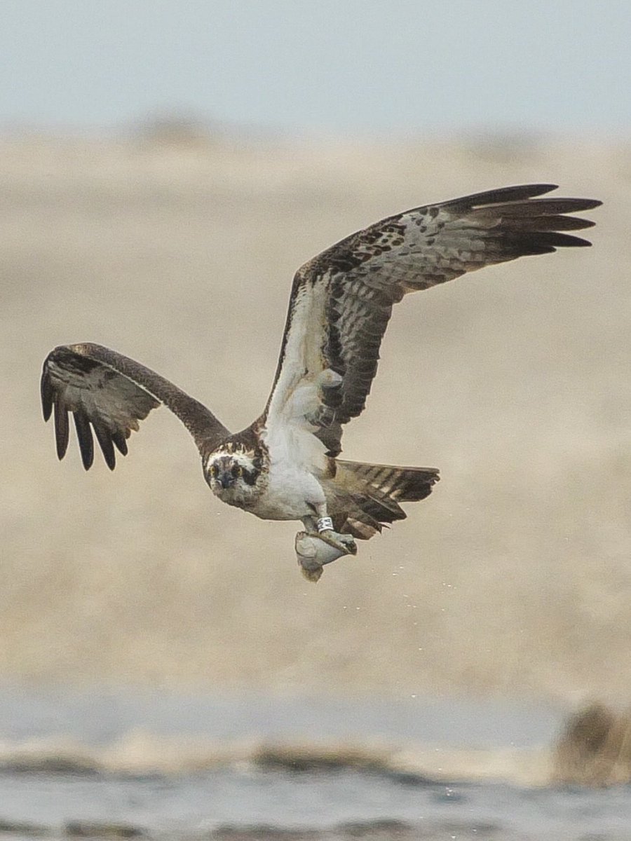 A 17 year old Male Osprey called “AA” fishing up at Spey Bay Scotland 🏴󠁧󠁢󠁳󠁣󠁴󠁿 #digiscoping #kowascoping #Panasoniclumix #Benrouk @KowaOptics @lumixcan @Benro_UK