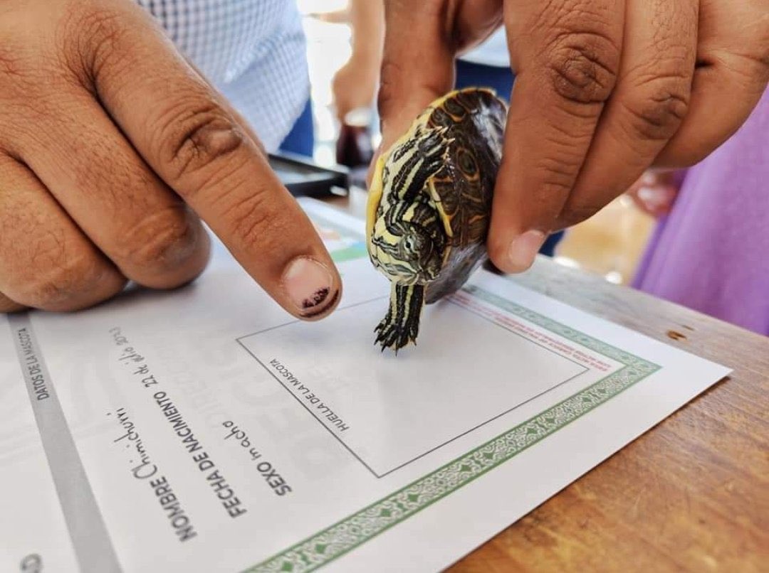 Yo votando para que saquen a Consuelo Porras en la #ConsultaPopular