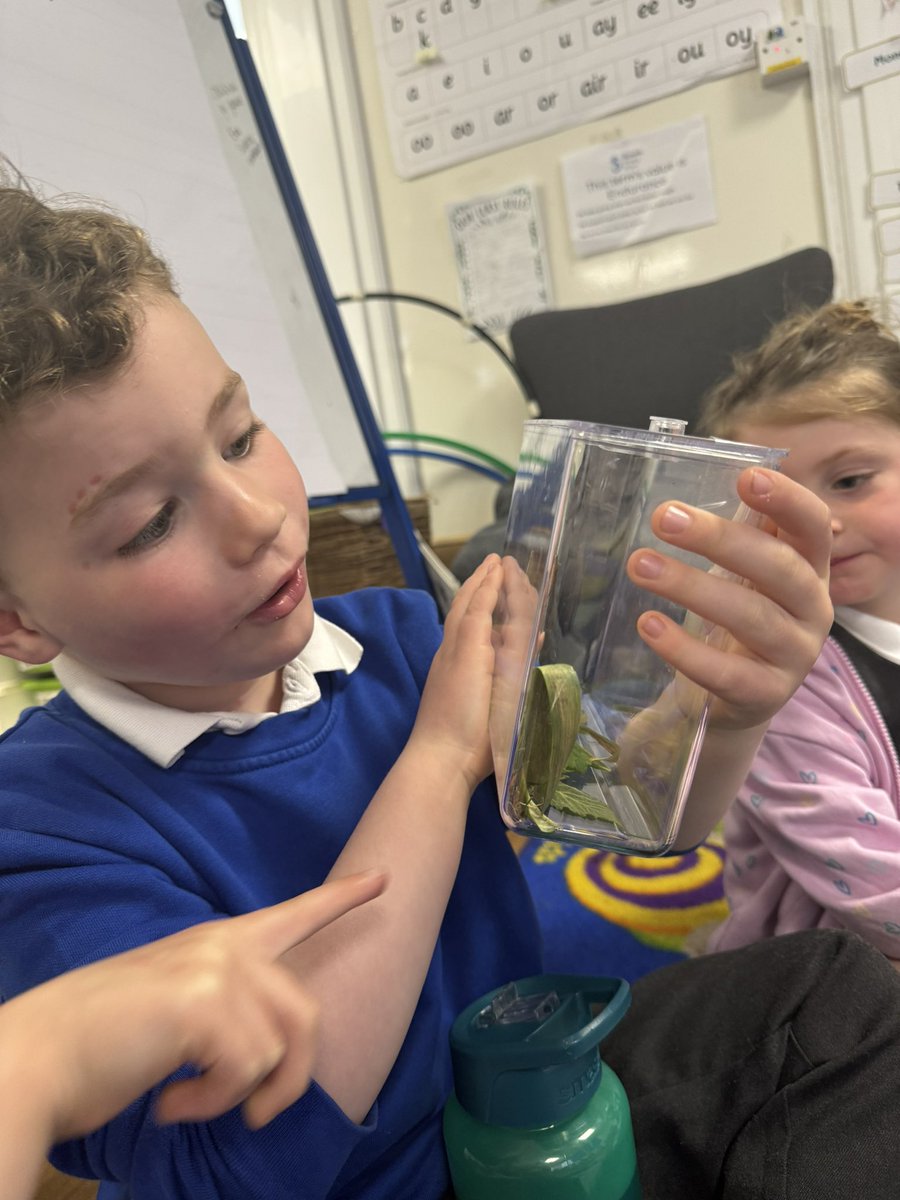 New minibeast friends have joined our classroom! Today’s non fiction story was about slugs and snails! @ShoresideNur have been so kind in finding us some slugs in their garden! We loved watching them make trails 🐌 @Shoreside1234 @MrPowerREMAT