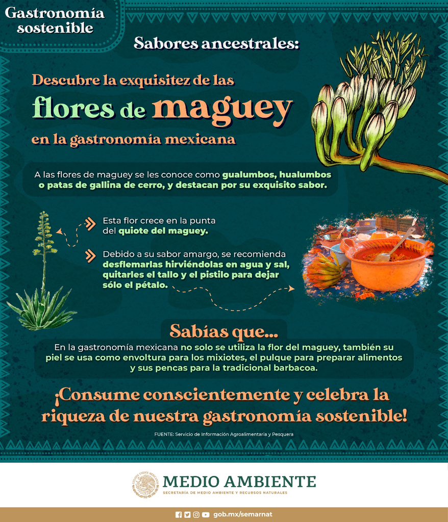 Al aprovechar diversas partes del #maguey en la gastronomía, contribuyes a prácticas culinarias sostenibles. 🌵🌼🥛🍃 ¡Saborea la tradición mientras cuidas nuestro entorno! #GastronomíaSostenible