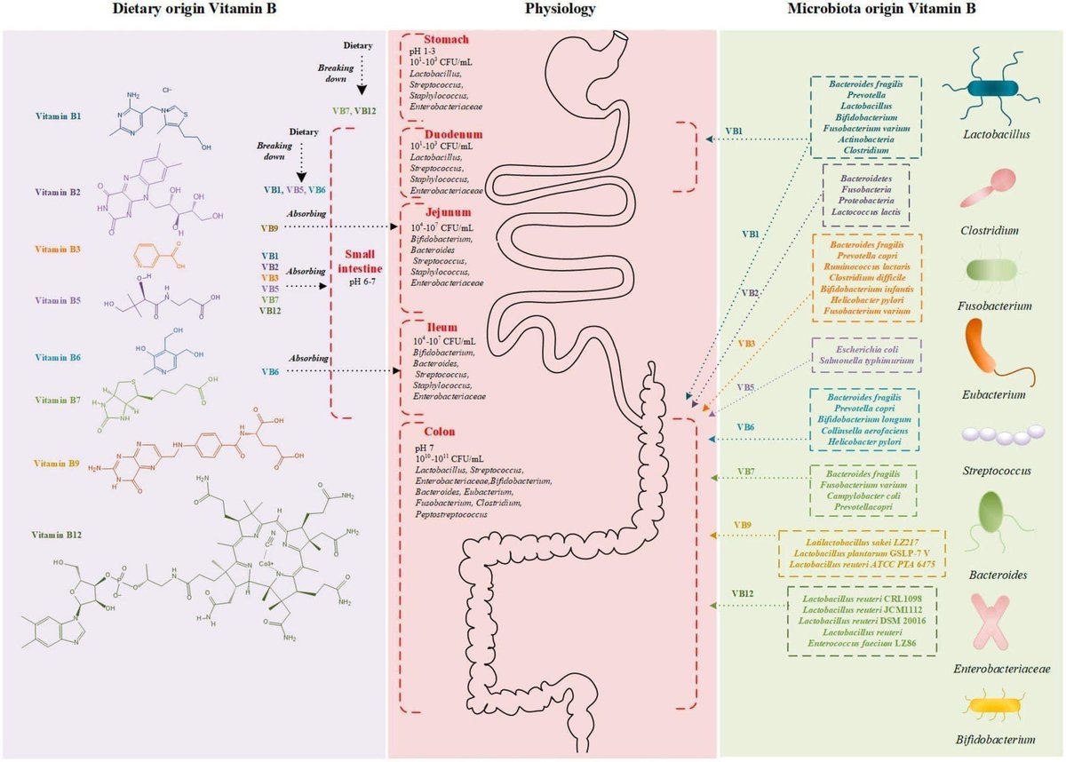 #Microbioma y complejo B Intermediate role of gut microbiota in vitamin B nutrition and its influences on human health frontiersin.org/articles/10.33…