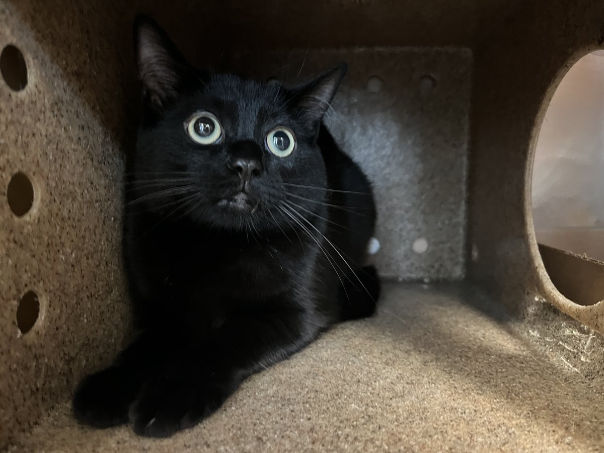 Negroni was surrendered along with housemate Mojito due to owner moving to a place that does not allow pets. Negroni is tense but allowed handling. This poor cat needs a new loving home. facebook.com/photo?fbid=851…