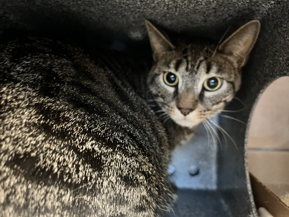 Mojito was surrendered along with housemate Negroni due to owner moving to a place that does not allow pets. Mojito is tense but allowed handling. This poor cat needs a new loving home. facebook.com/photo?fbid=851…