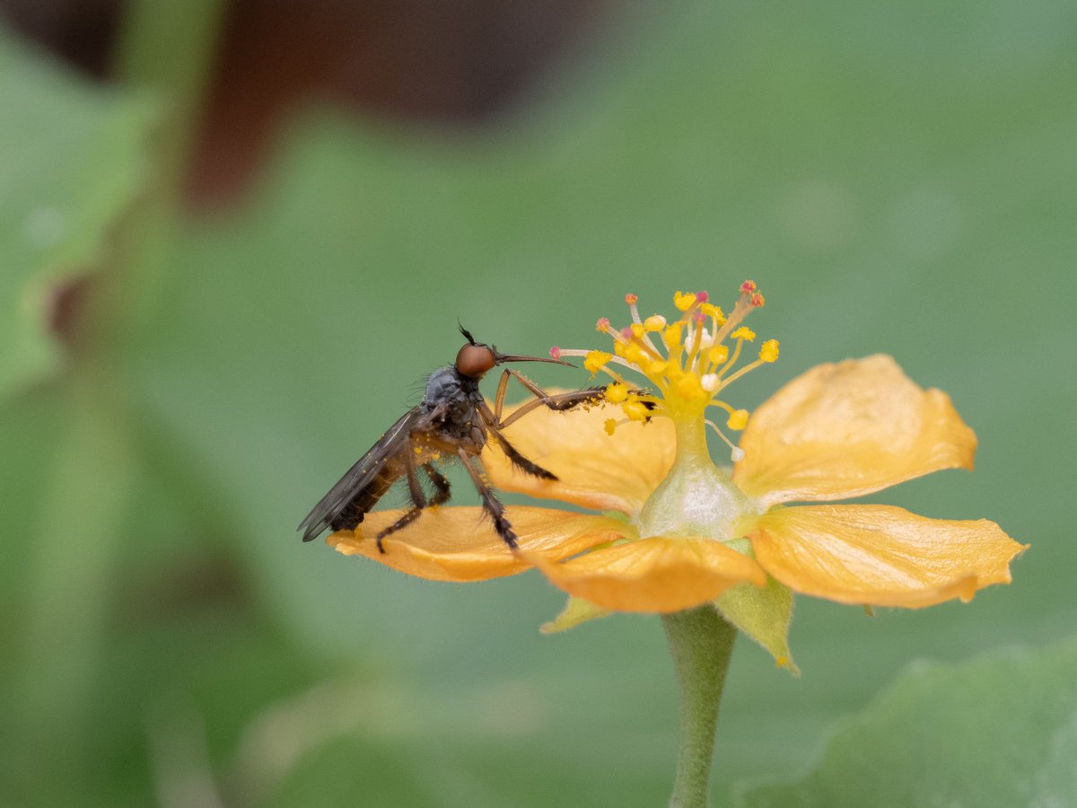 Empis clausa with leg warmers