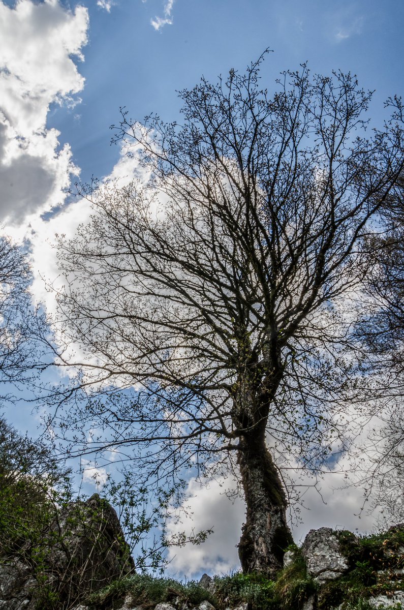 #NatureLovers #SkyView #TreeMagic #SpringVibes #Cloudscape #GetOutside #NaturePhotography #EarthMagic #BranchOut #InspirationDaily