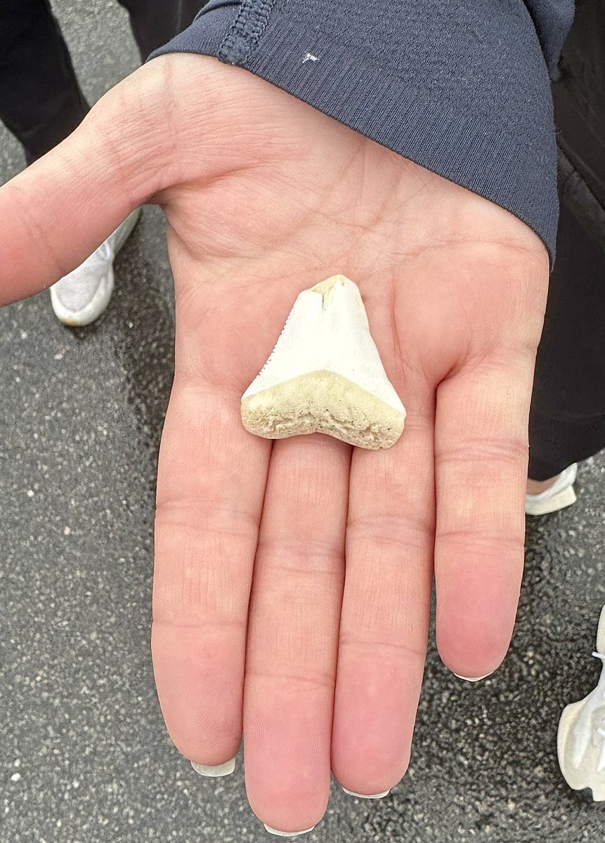 You don’t always have to see a white shark to know one has been in the area. They sometimes leave calling cards like this tooth found by @Kingerlife at a beach in Plymouth, MA. If you’re lucky enough to find a tooth like this please let me know. #CitizenScience