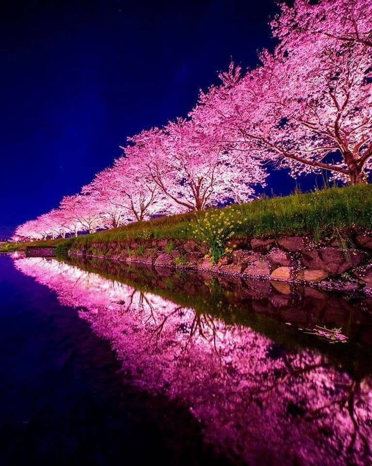 Sakura in Japan. 

Is Sakura the nicest flower tree?