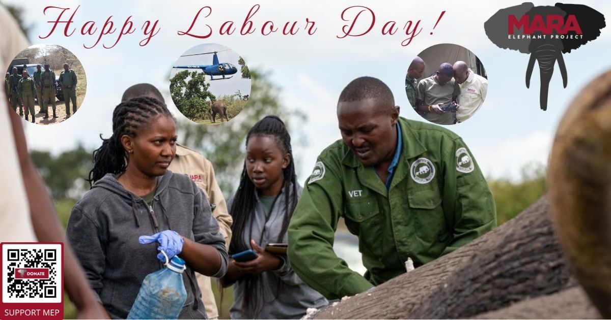 The Mara Elephant Project herd wishes all Kenyans a Happy Labour Day. Today you can honor the hardworking men and women at MEP by contributing to their protection efforts. maraelephantproject.org/donate