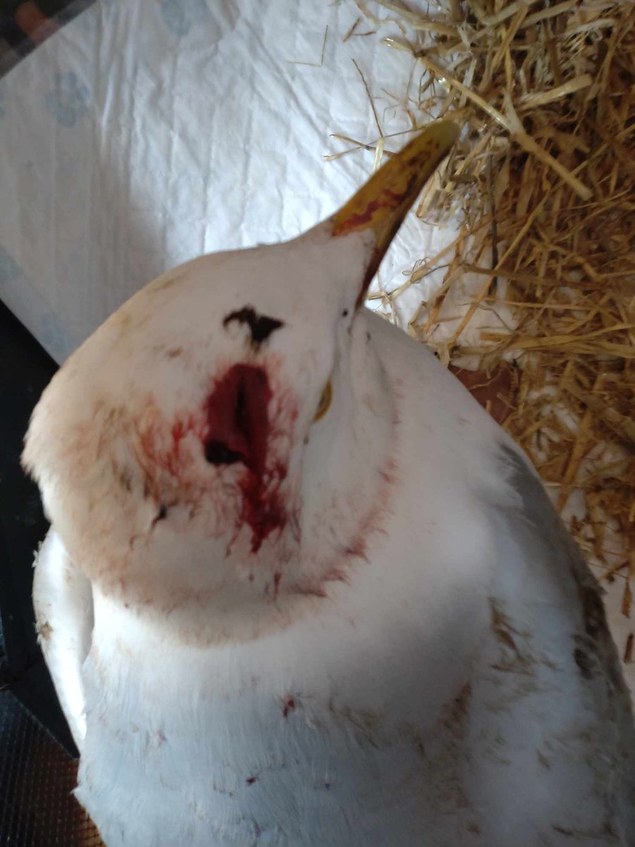 People say there are enough fish in the sea. Gulls would not do this to each other for a scrap of food if there was. At this time of year they are desperate, they don't just feed themselves. They feed their nesting partner & then later the chicks. Poor Suttle #seagulls #birds