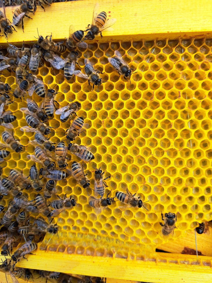 The nectar that the bee collects influences the flavour of the honey but it also influences the wax produced. In this case the bees have been working overtime on #Dandelions #smesupporthour #midlandshour #staffordshirehour #malvernhillshour @derbypromo