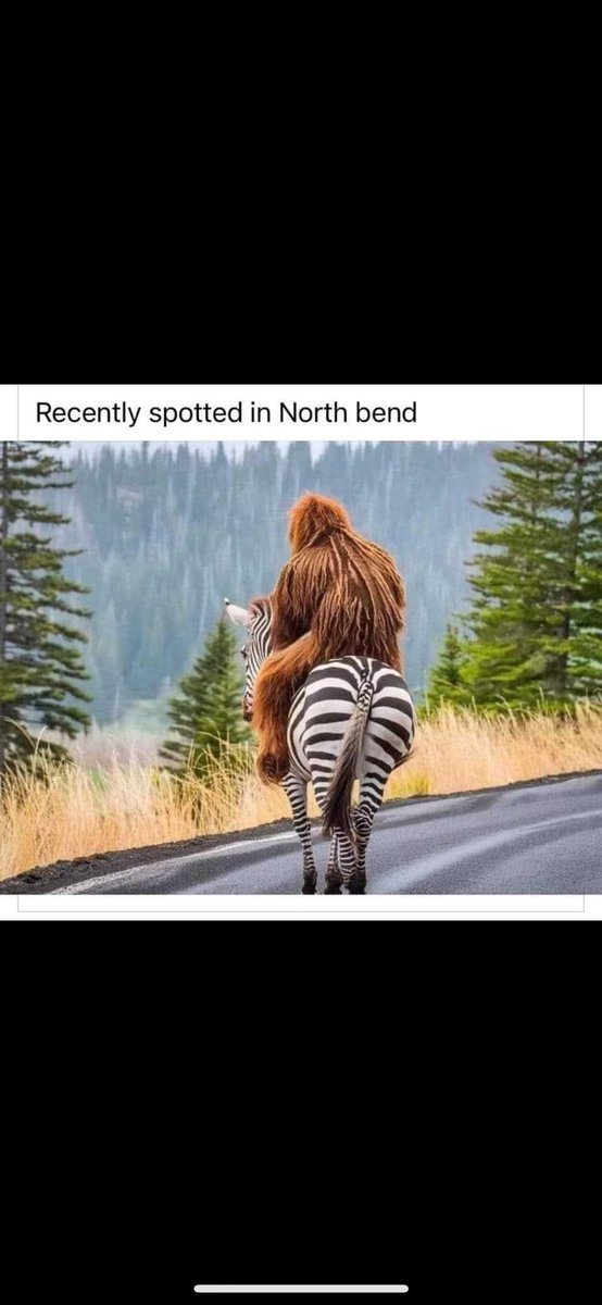Good day here in the Pacific Northwest 🤣how the Zebras are ok and get rounded up