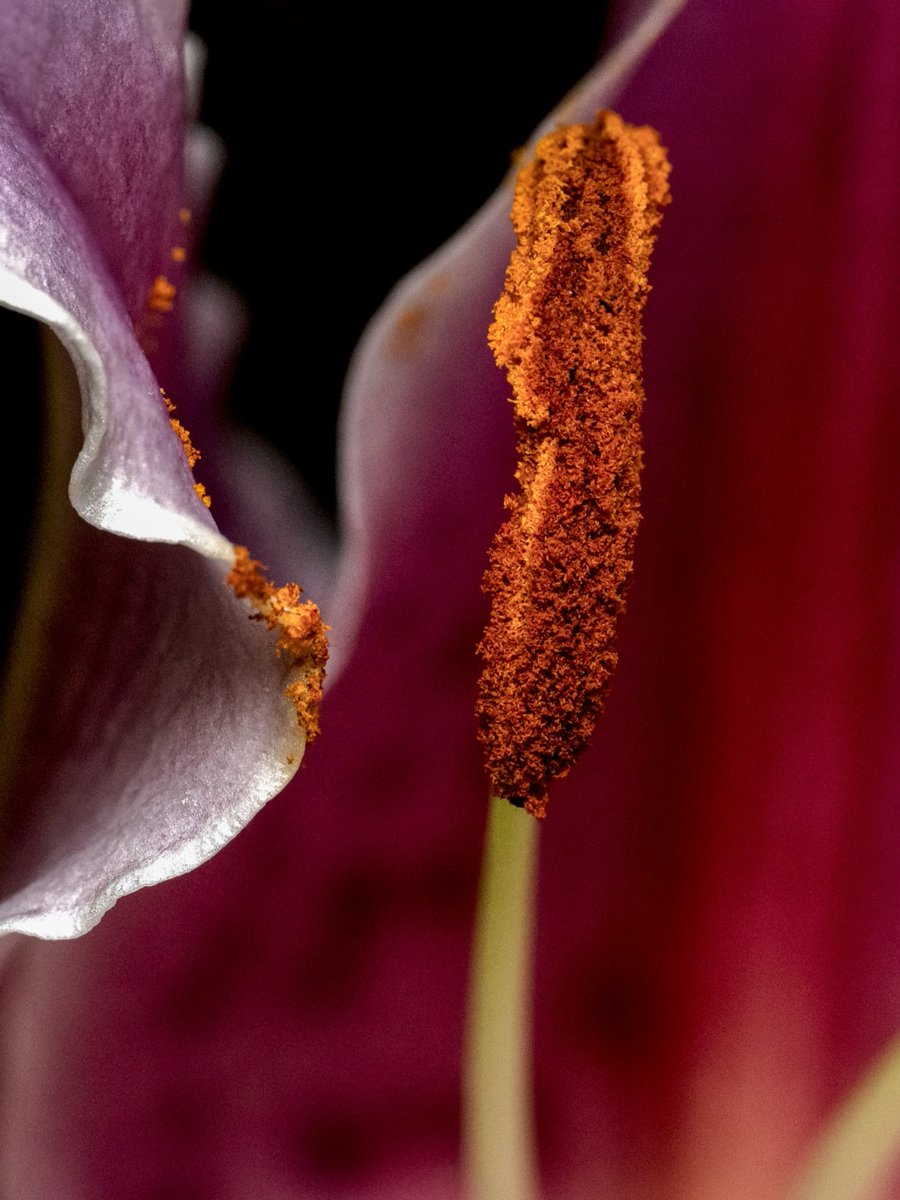 Nature is amazing #Togtweeter #ThePhotoHour #snapyourworld #flowers #plants #flowerphotography #macro #NaturePhotography #macrophotography