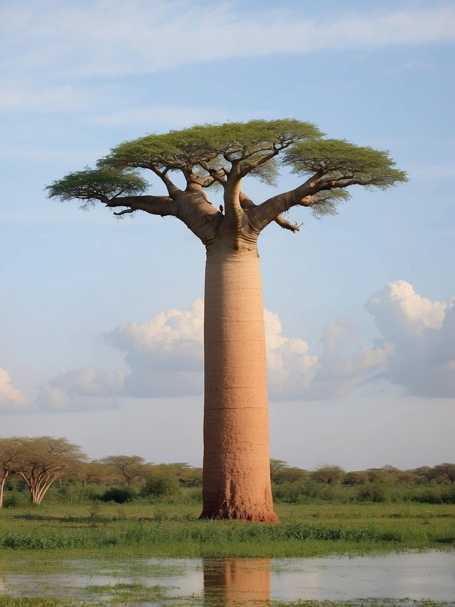 Baobab tree, Madagascar🇲🇬