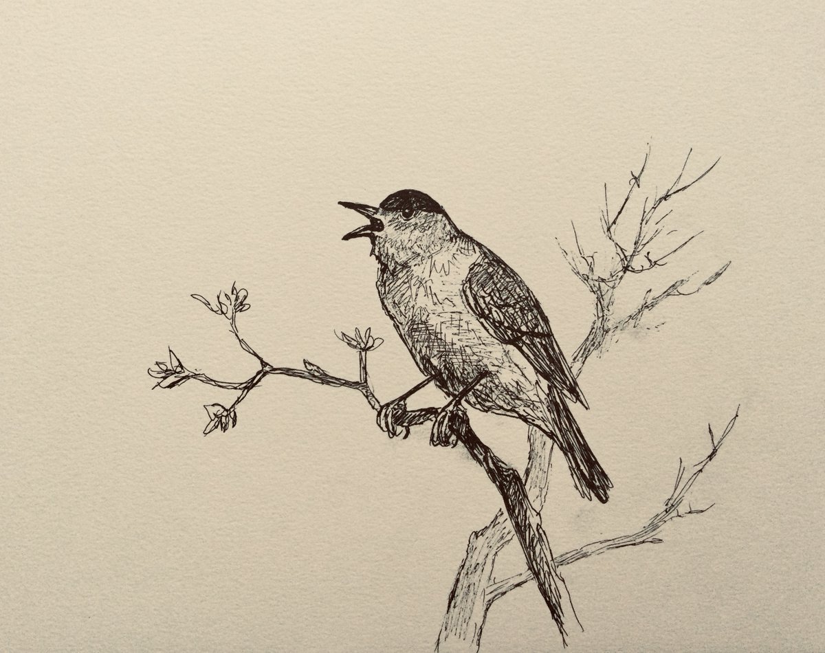 My first blackcap of the year on the Nuns moor, singing it’s clear fluty notes, ink sketch & first 2 small orange tips. The moor lush and green, but this years cows are a young boisterous lot ! Have a good evening all 👍