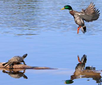 A recent article, co-authored by Fanie Pelletier (RSC College Member), critically examines Quebec's current legislation on the protection of at-risk wildlife species and makes significant recommendations for a revamp. ➡️ bit.ly/3w8yxp8